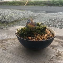 もみじ　紅葉　小品盆栽　ミニ盆栽