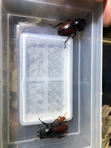 [期間限定]ドンキエルコクワガタ オス1メス2トリオ