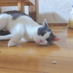 急募　1才オス猫