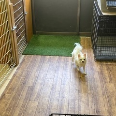 犬の散歩軽作業、雑用