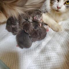 【終了】メインクーンの子猫ちゃん♥️
