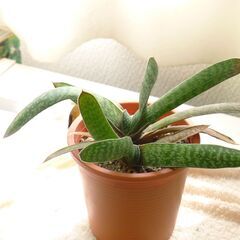 ガステリアの鉢植え
