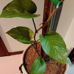 観葉植物　斑入り　ハブカズラの画像