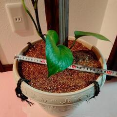 観葉植物　斑入り　ハブカズラの画像