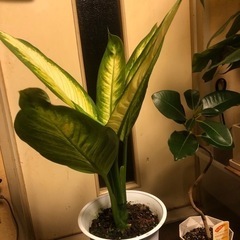 観葉植物　ディフェンバキア　植木　インテリア