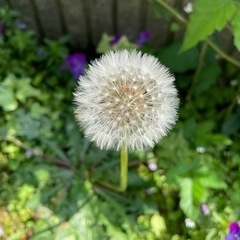 ピンクのたんぽぽ　種の画像