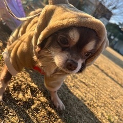 チワワ10歳 メス