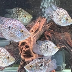 熱帯魚　テキサスシクリッド　ショートボディ　7cm弱