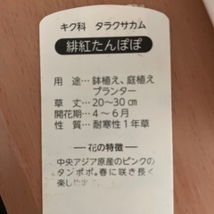 ピンクのたんぽぽ　種の画像
