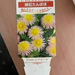 ピンクのたんぽぽ　種の画像