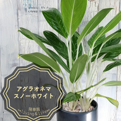 アグラオネマ スノーホワイト　観葉植物