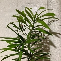 観葉植物 イヌマキ(チャーギ)の画像