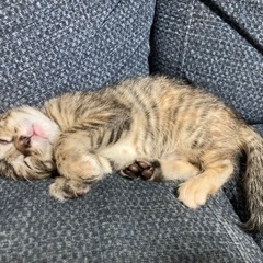 3月中旬産まれの保護猫 - 猫