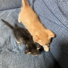 3月中旬産まれの保護猫 - 千葉市