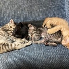 3月中旬産まれの保護猫