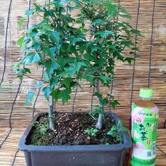 楓　盆栽　植木　低木