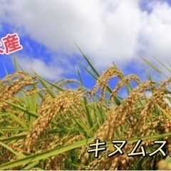 きぬむすめ　米　精米　10kg