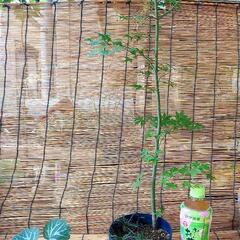 もみじ　雪の下　盆栽　植木　植物