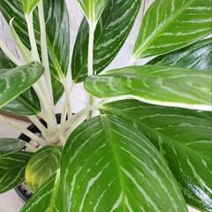 アグラオネマ スノーホワイト　観葉植物の画像