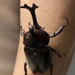 カブトムシ オス500円 メス300円