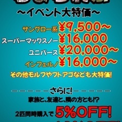 レオパ フトアゴイベント価格今週まで！