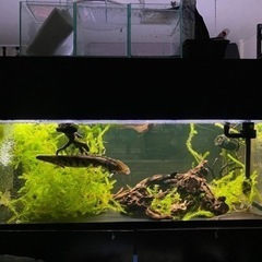 【アクアリウム】中古・1200水槽用 コトブキ フラットLED 1200ブラック  照明 おまけも付けられます！本文ご一読下さいの画像
