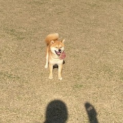 北九州🐕豆柴会