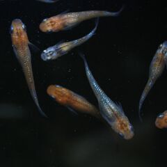 メダカ 宮桜 若魚５匹 1000円 ４月30日（日）まで