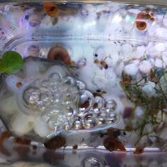 レッドラムズホーン(生体)希望数・価格応相談