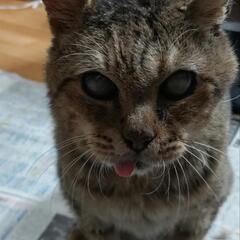 穏やかなおじいちゃん猫 - 猫