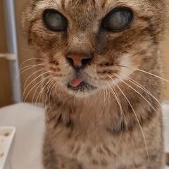 穏やかなおじいちゃん猫 − 愛知県
