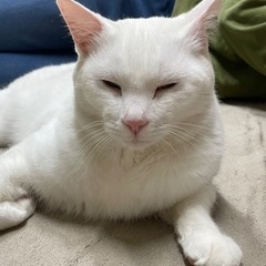 白猫ちゃん欲しい方　少し毛足長め純白