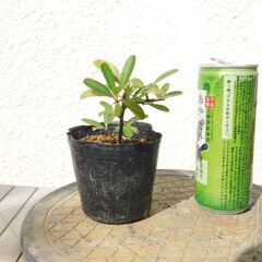 盆栽素材ピラカンサス