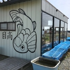 今年もメダカ販売始めました！