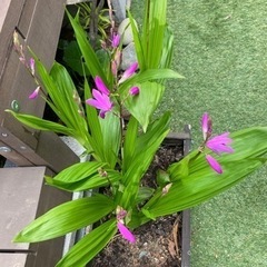 シラン