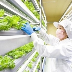 🥬都市型農業での生産スタッフ🥬の画像