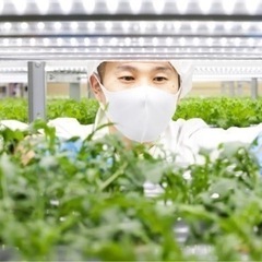 🥬都市型農業での生産スタッフ🥬の画像