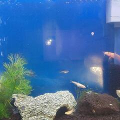 レッドラムズホーン(生体)希望数・価格応相談の画像