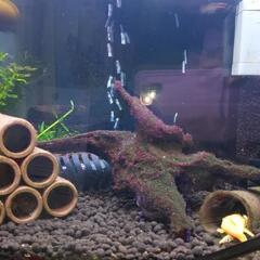 レッドラムズホーン(生体)希望数・価格応相談の画像