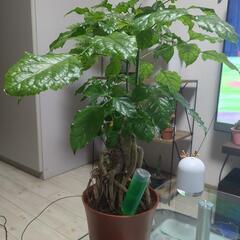 観葉植物店めぐり(*´ω｀*)