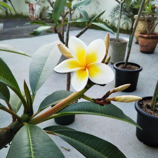 プルメリア苗木（花芽付・発根済み）