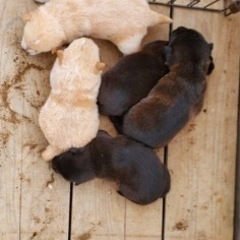 仔犬の里親を探しています。多数応募のため、受付を一時停止しています。