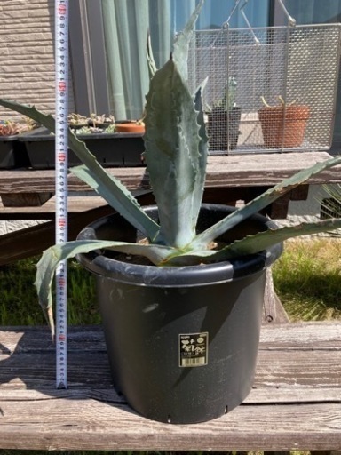 アガベ　アメリカーナ