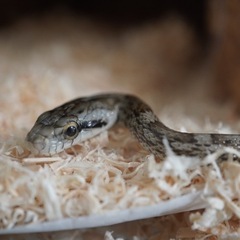 ヘビ アオダイショウ ガラスケースごと