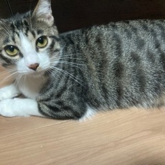 2歳　雑種×キジトラ　去勢済み