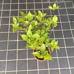 山野草枝高さ４０センチ