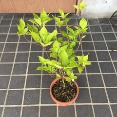 山野草枝高さ４０センチの画像