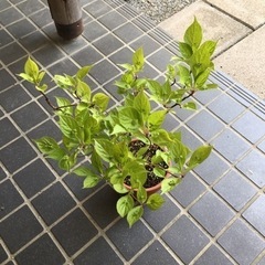 山野草枝高さ４０センチの画像