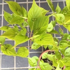 山野草枝高さ４０センチの画像