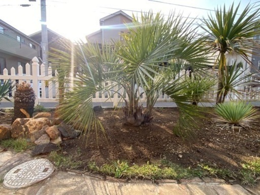 双子　ココスヤシ